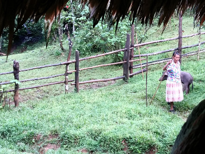 Tomasa Pereira Buitrago